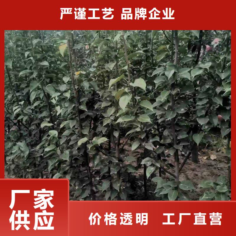 秋月梨苗一亩地需要多少株专业完善售后