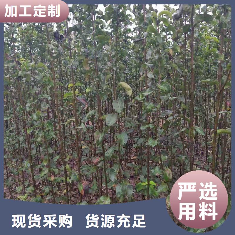 秋月梨种植苗亩产多少拥有多家成功案例