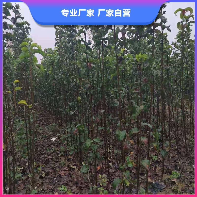 秋月梨种植苗几年结果优选厂家