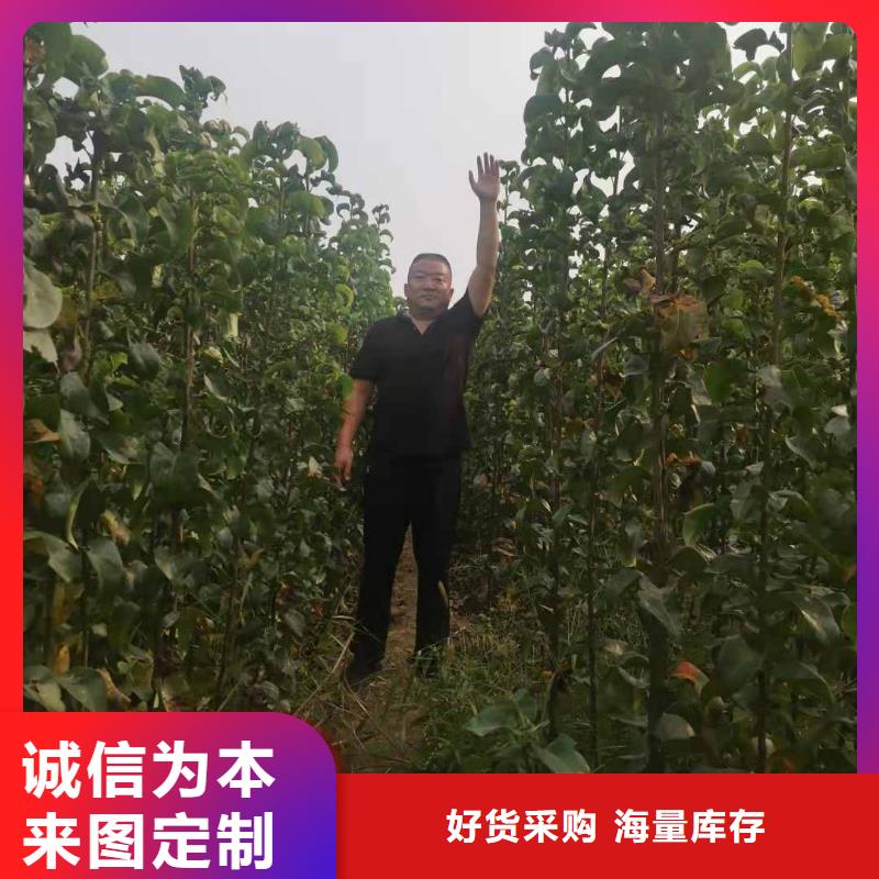 秋月梨种植苗哪里的数量大口碑好实力强