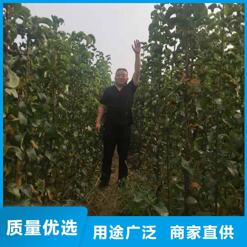 梨黄冠梨树苗商家当地货源