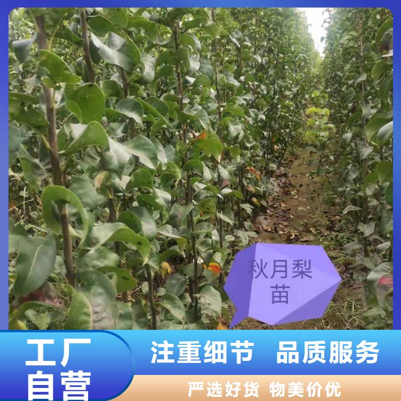 秋月梨苗什么价格同城生产商