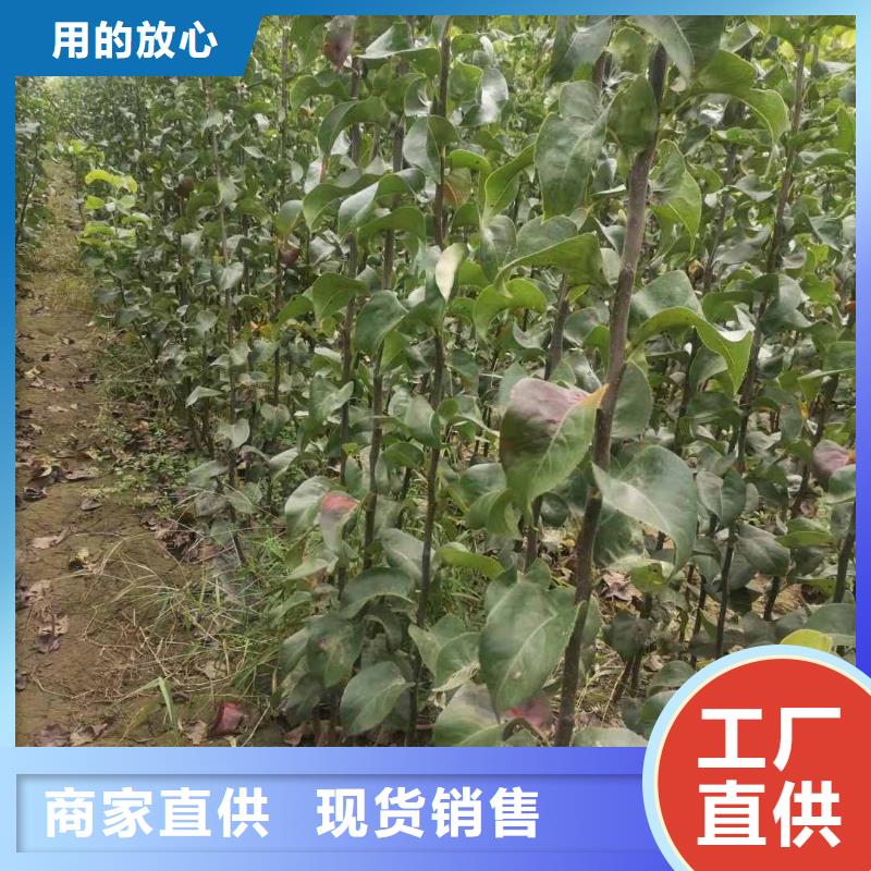 秋月梨树苗品种全品类现货