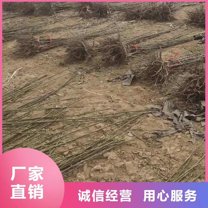 秋月梨种植苗种植方法及时间质量好
