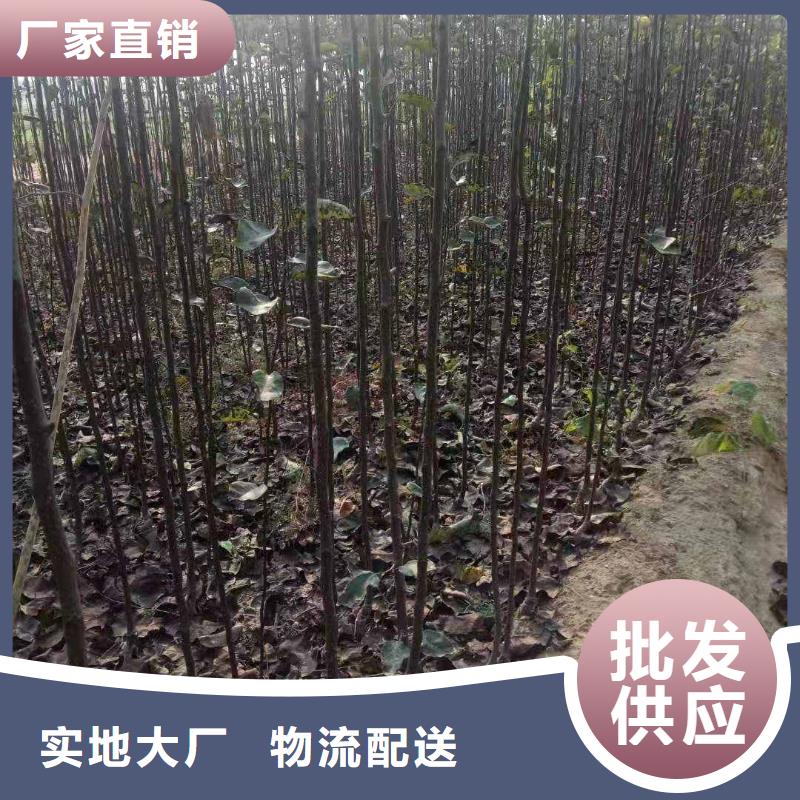 梨瑞蟠101桃树苗现货直供厂家直销省心省钱