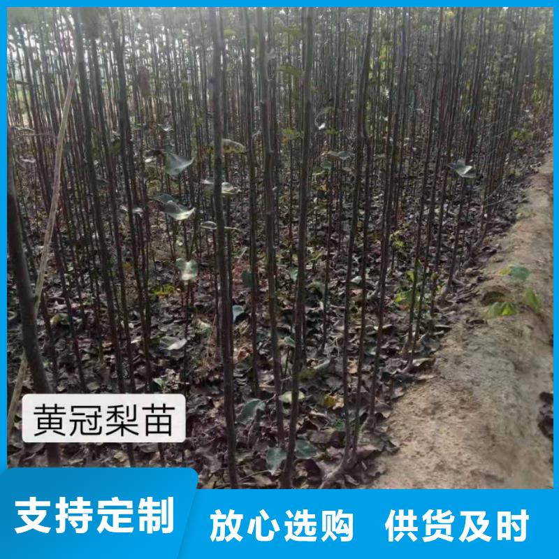 秋月梨种植苗批发当地公司