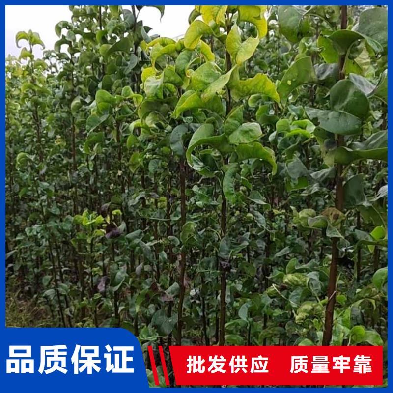 秋月梨苗报价当地制造商