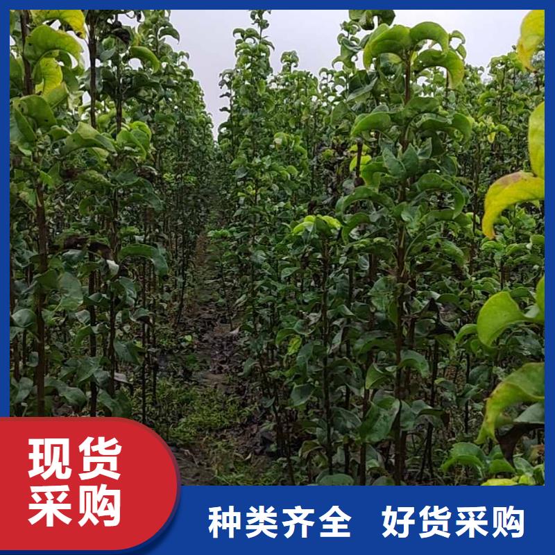 秋月梨树苗栽培时间支持大批量采购