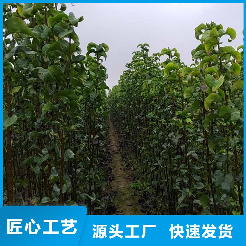 秋月梨种植苗厂家满足客户需求