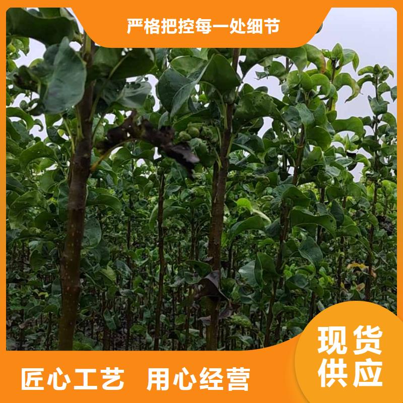 秋月梨种植苗生产基地原厂制造