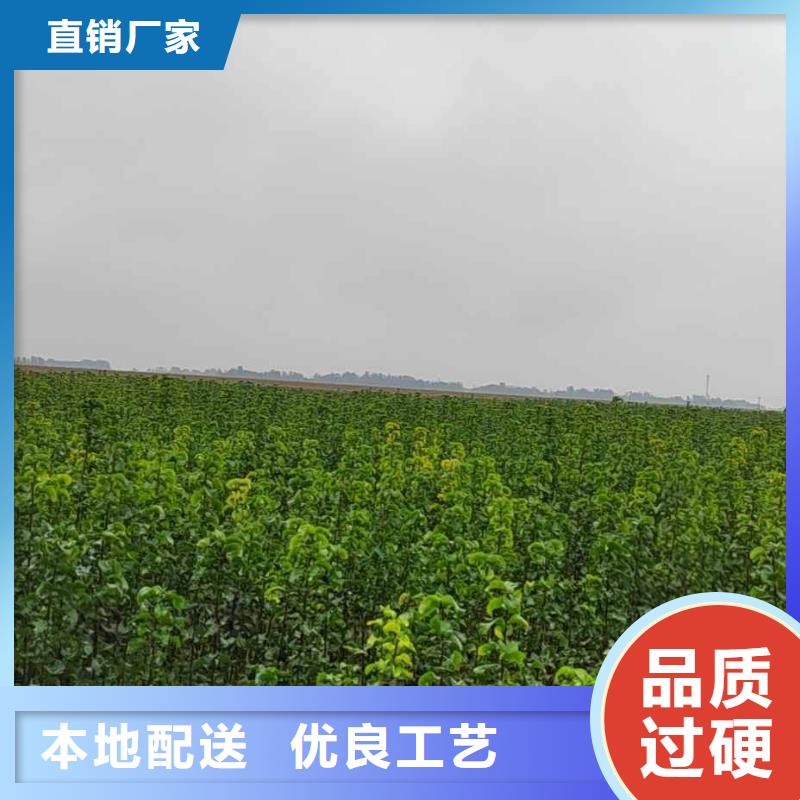 秋月梨树苗基地拥有多家成功案例