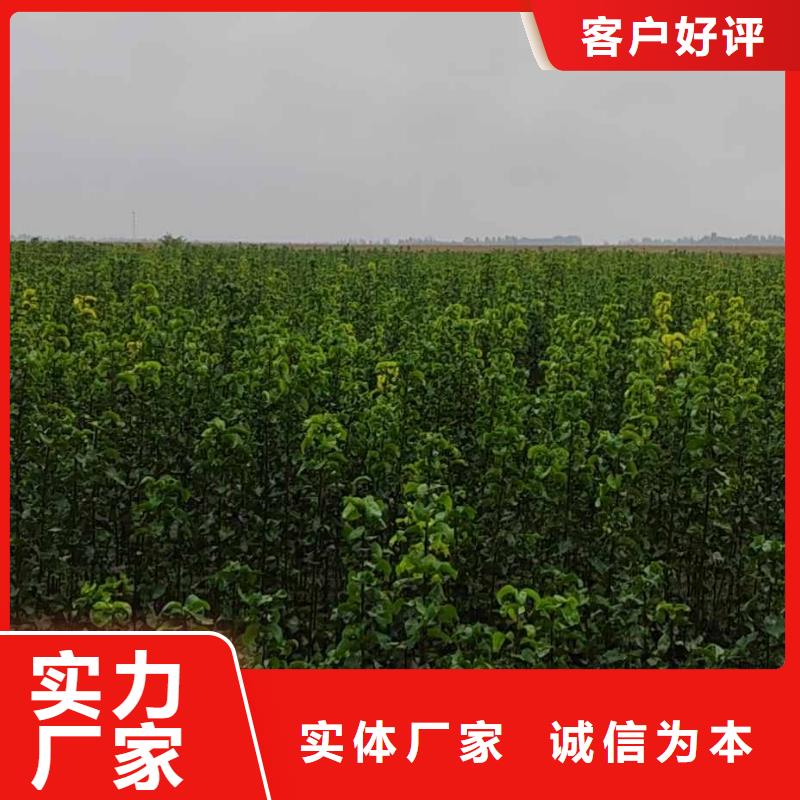 秋月梨种植苗怎么买产地工厂