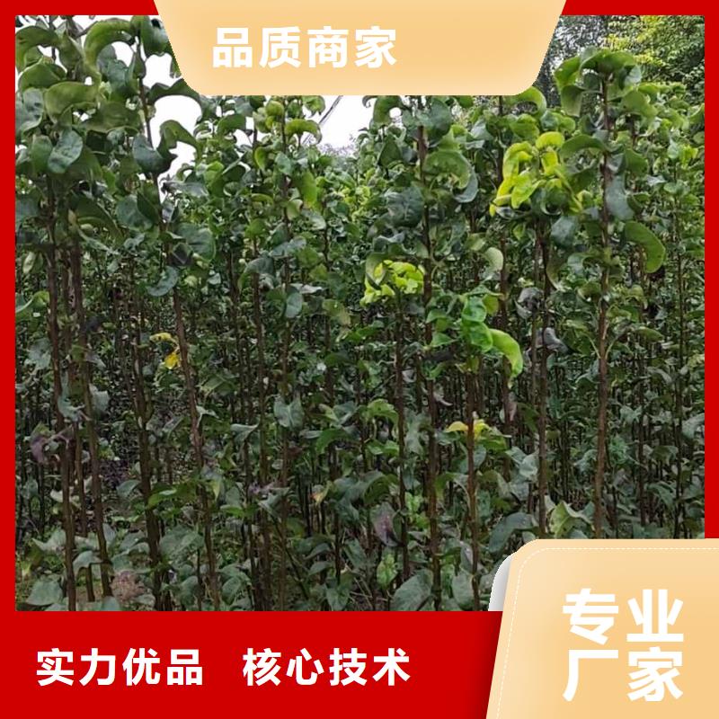 秋月梨种植苗怎么买价格透明