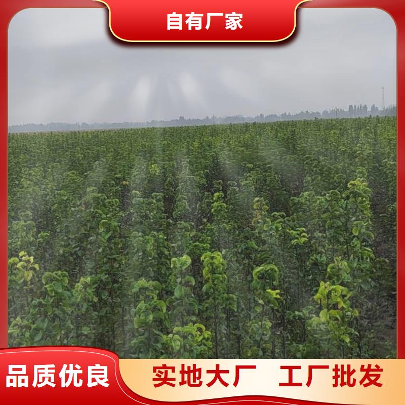 【梨】香酥梨树苗来图定制用心做产品