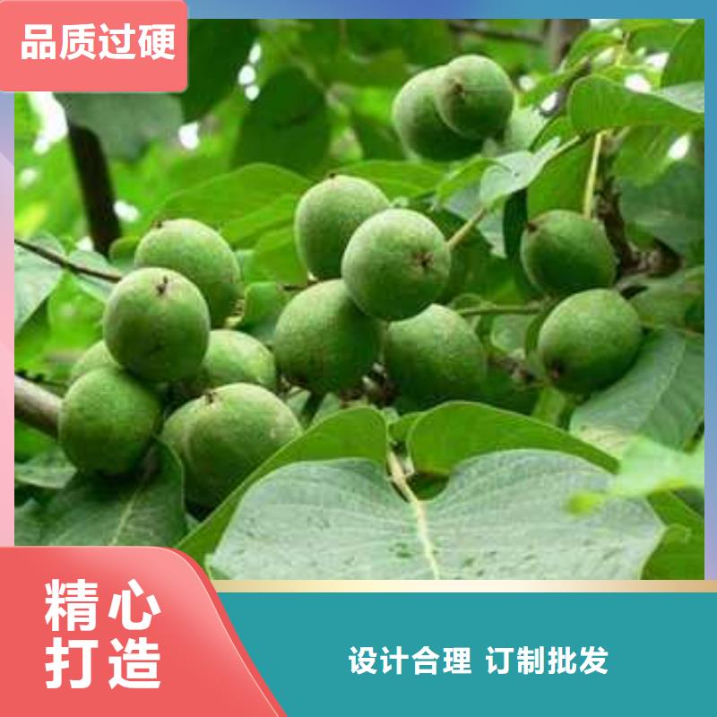 杜梨苗品种实时报价