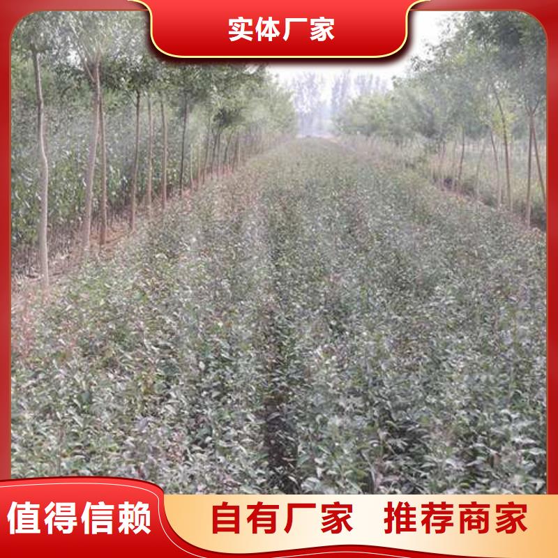 杜梨树苗批发价格源头厂家供应