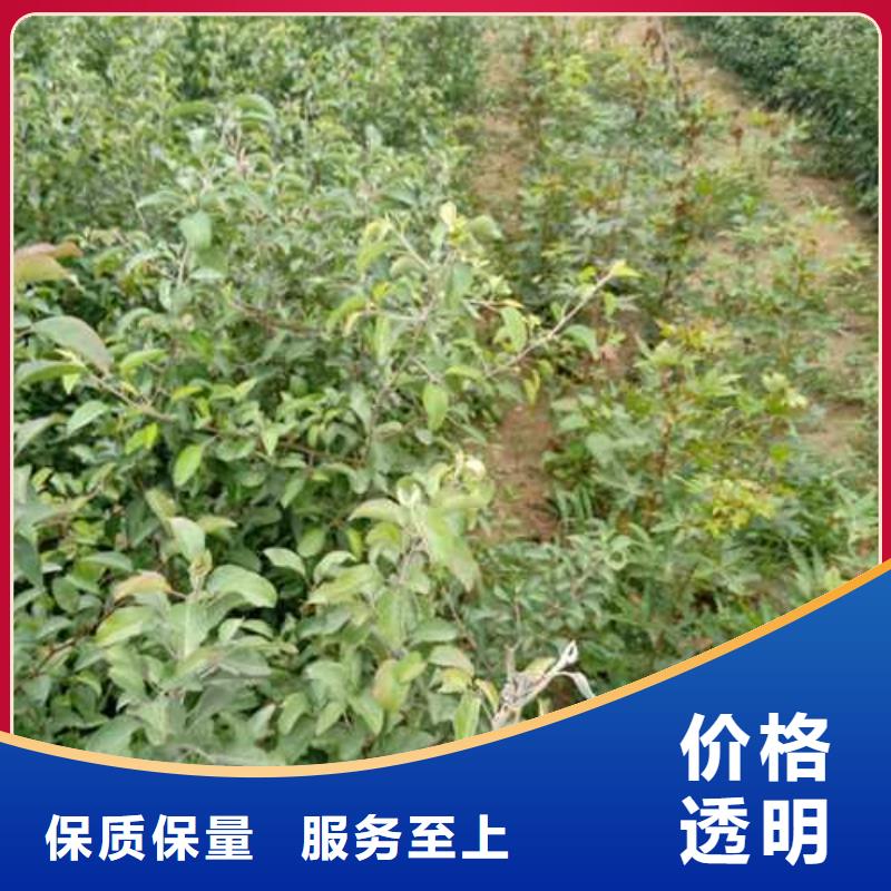 杜梨小苗哪里的品种纯把实惠留给您
