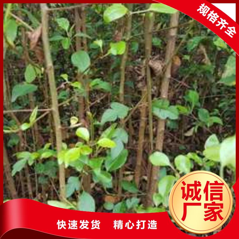 【杜梨红香酥梨树苗质量上乘】可接急单