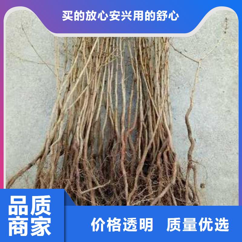 杜梨苗基地量少也做