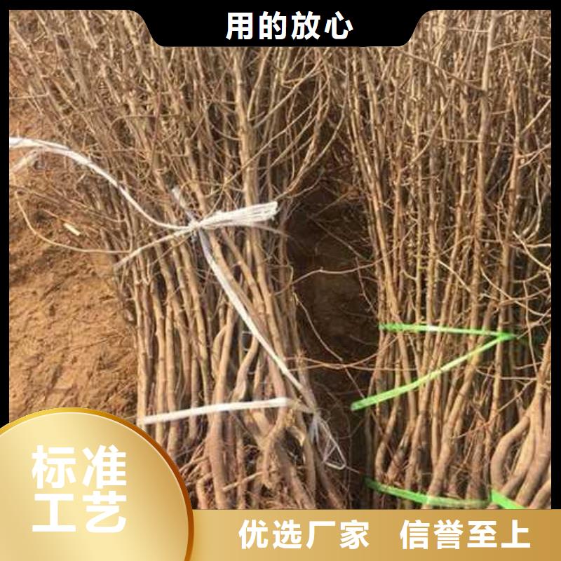 杜梨树苗批发品质有保障