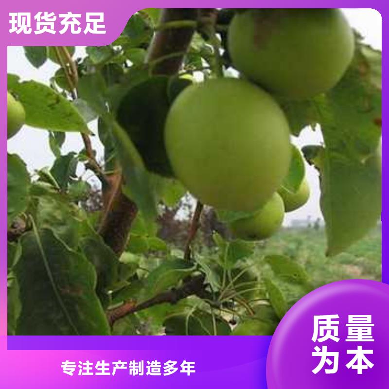 杜梨苗2025品种规格型号全