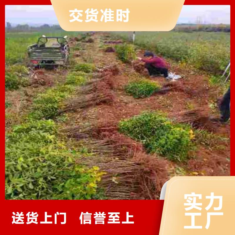杜梨海棠苗支持定制可放心采购