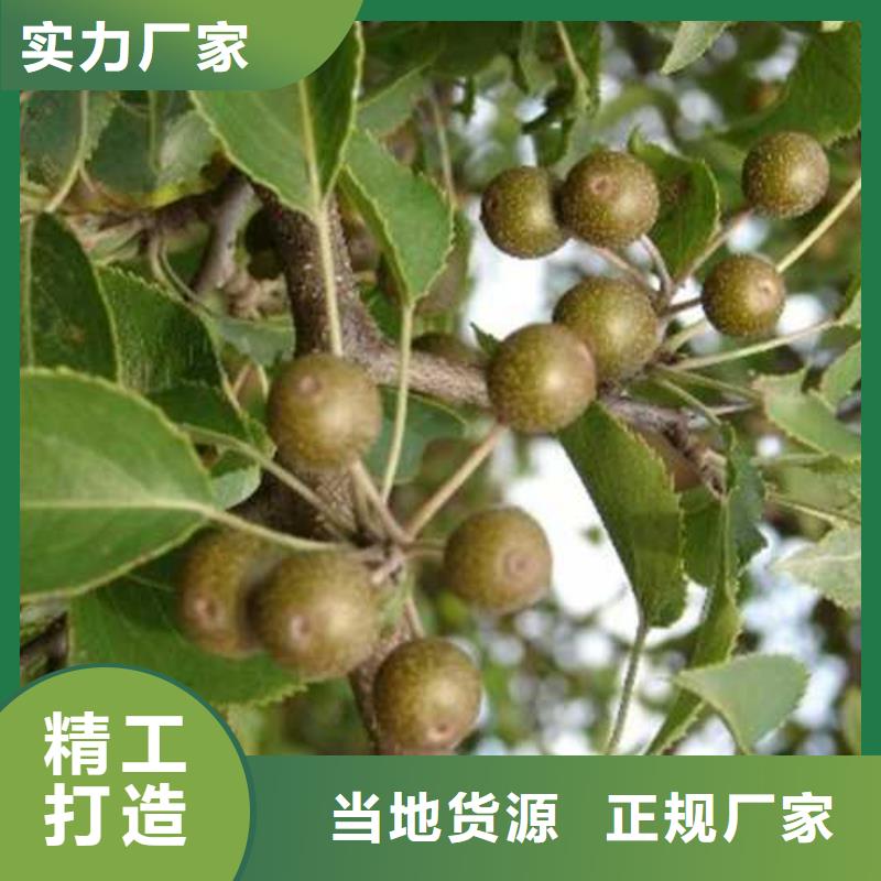 杜梨皇冠梨树苗用心细节实时报价