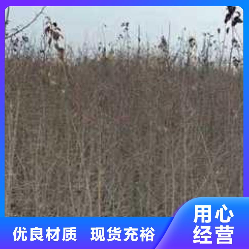【杜梨,香酥梨树苗实力公司】当地服务商