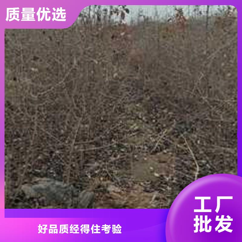 杜梨小苗资讯规格型号全