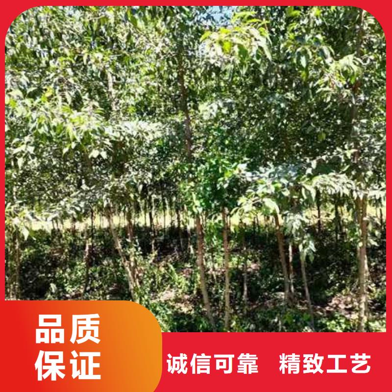 杜梨树苗新品种联系厂家