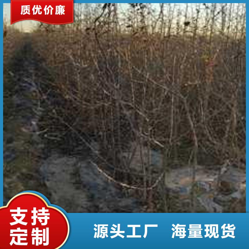 杜梨奥红全红梨树苗货到付款用心经营