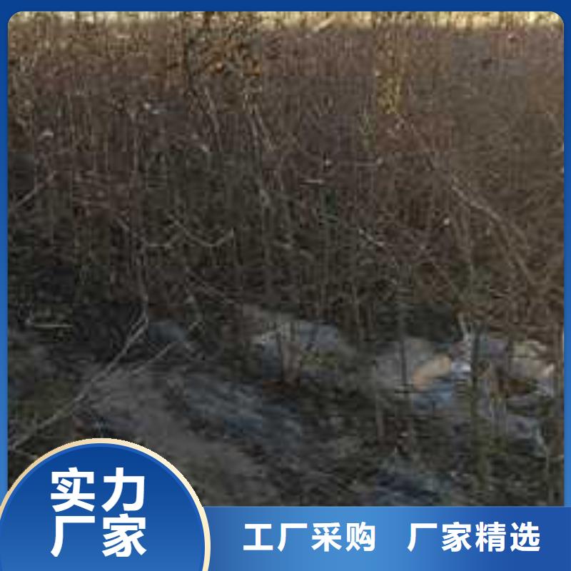 杜梨杜梨苗质检严格工期短发货快