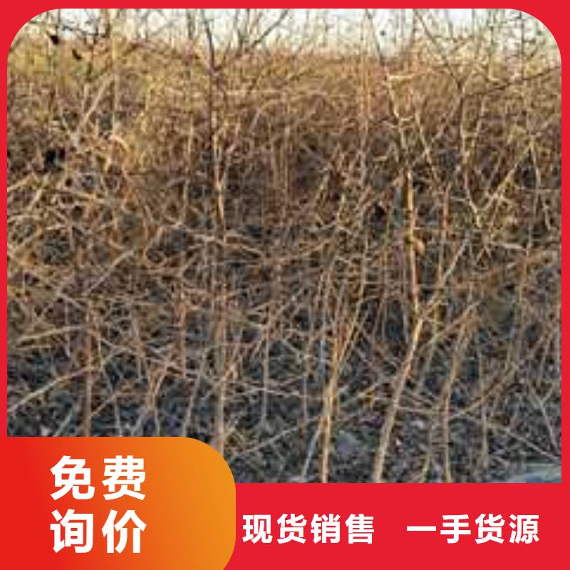 杜梨树苗厂家安装简单