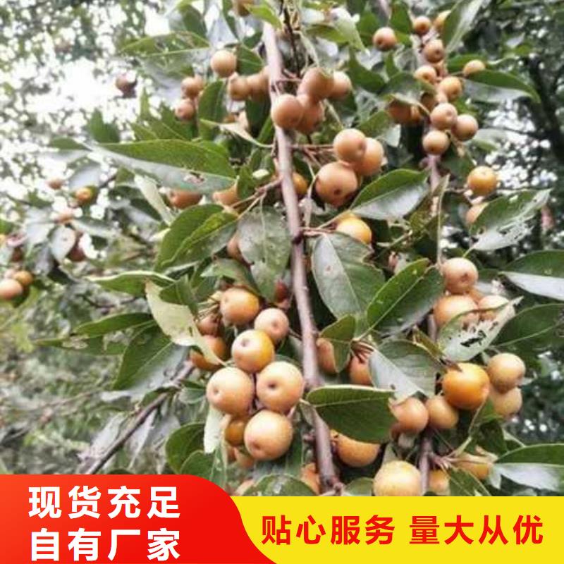 杜梨小苗批发低价源头厂家直销
