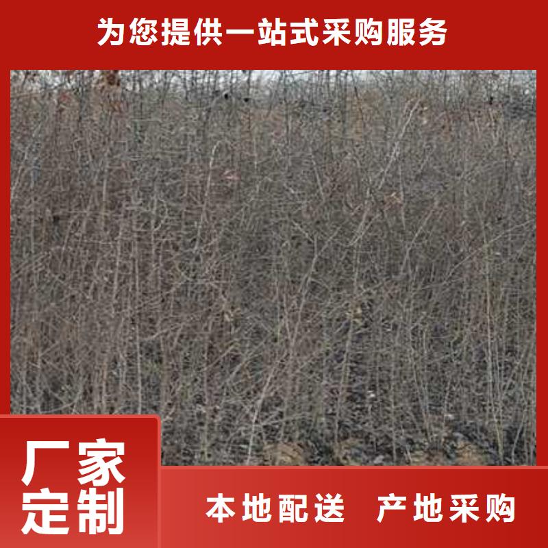 杜梨小苗怎么卖让客户买的放心