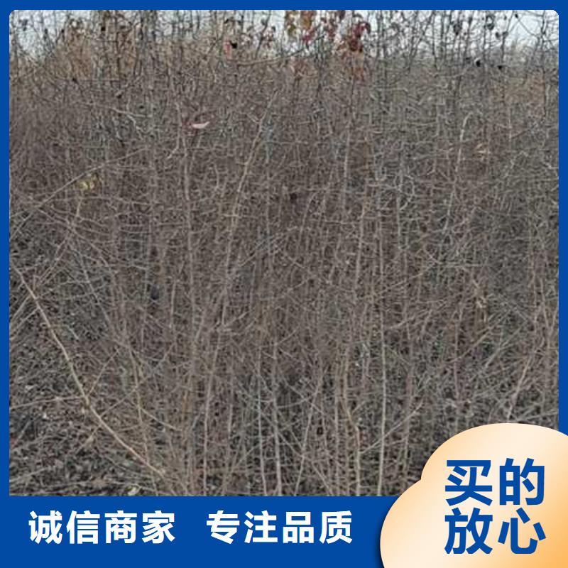 杜梨树苗品种大全定制批发