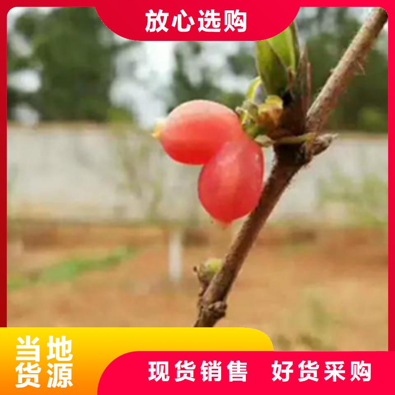 杈杷果梨树苗优良工艺为您提供一站式采购服务