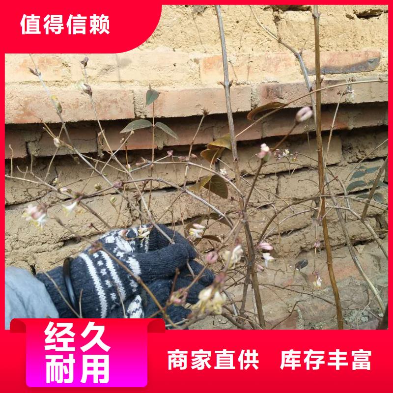 杈杷果樱桃苗质检合格发货同城厂家