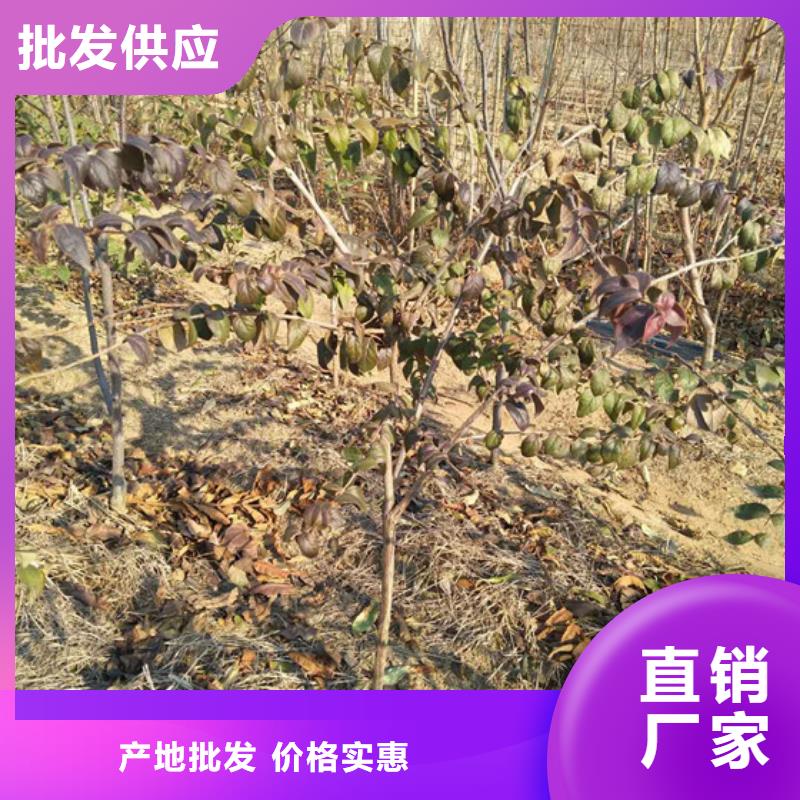 杈杷果经济效益采购无忧
