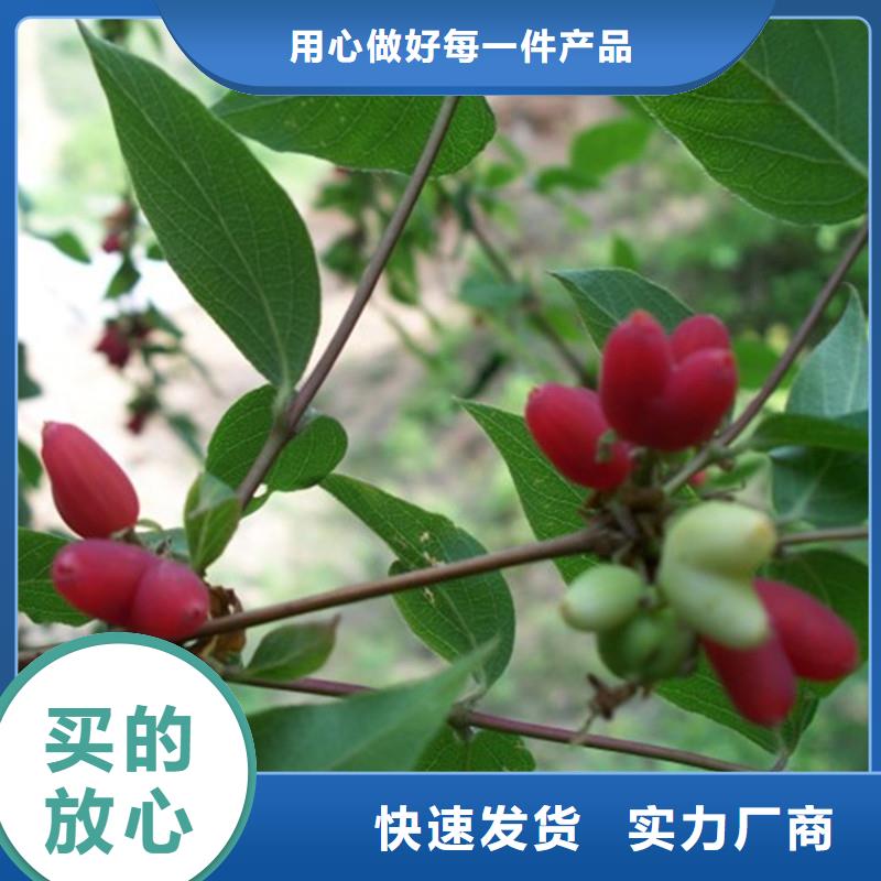 爱情果苗一亩地多少棵批发供应