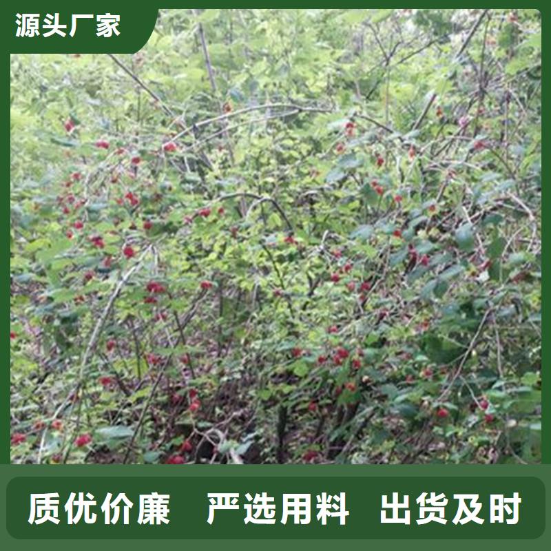 杈杷果树苗一亩地多少棵低价货源