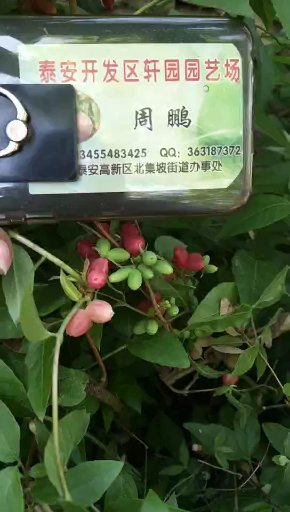 杈杷果苗南充规格