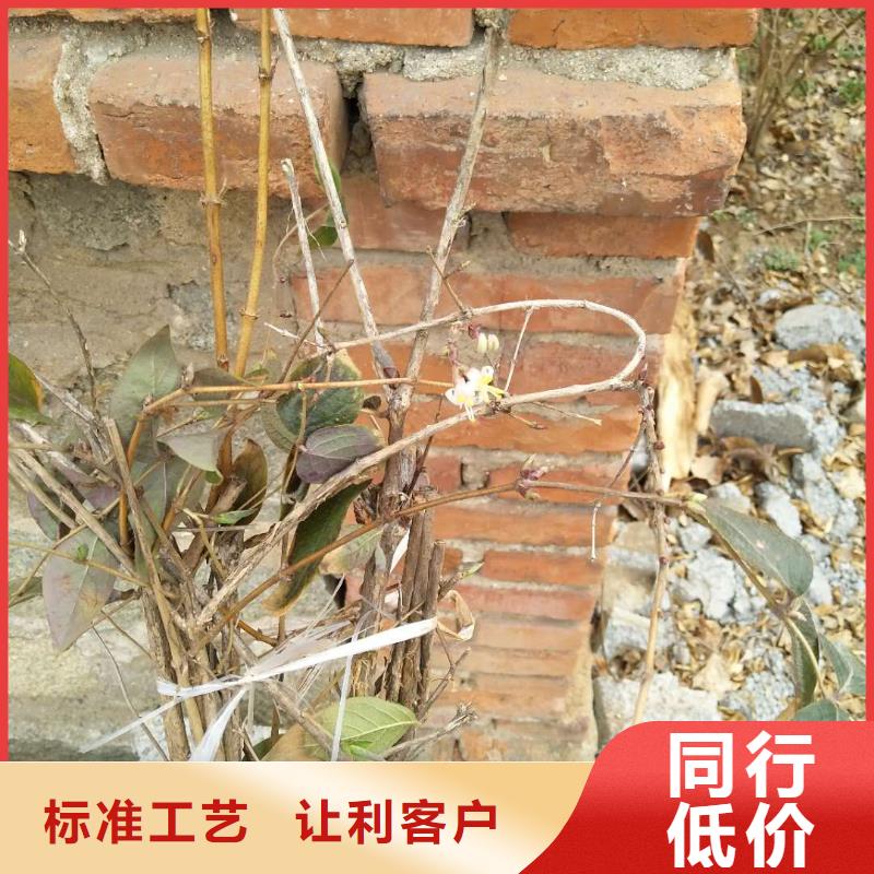 杈杷果苗当年结果树安心购