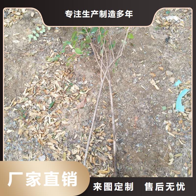 鸳鸯果苗适合种植地区同城货源