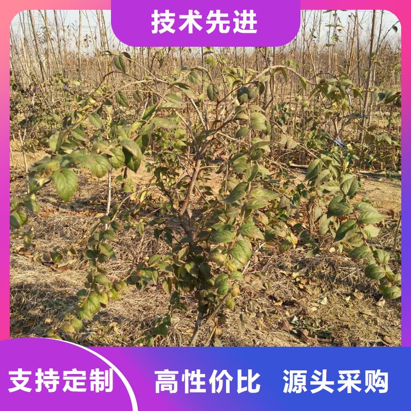 鸳鸯果苗一亩地栽多少棵生产安装