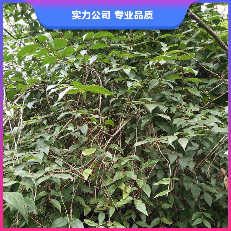杈杷果全国发货本地生产商