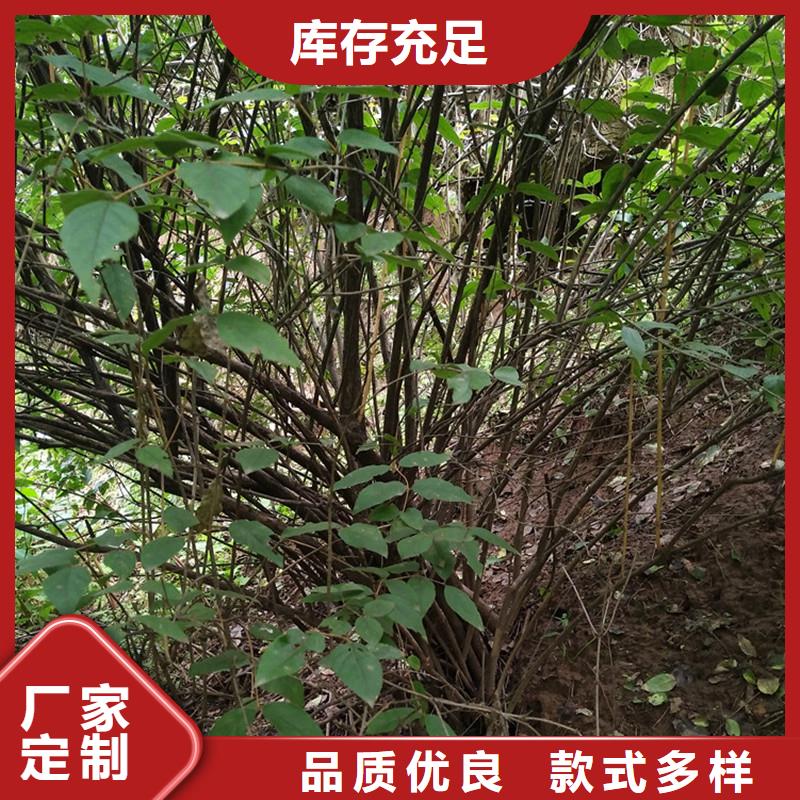 相思果苗经济效益当地厂家
