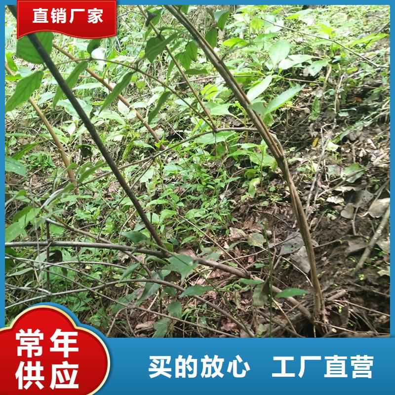 杈杷果【板栗苗】真诚合作本地服务商