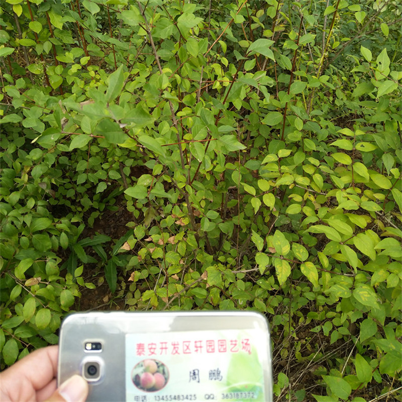 ​爱情果苗怎么卖当地货源