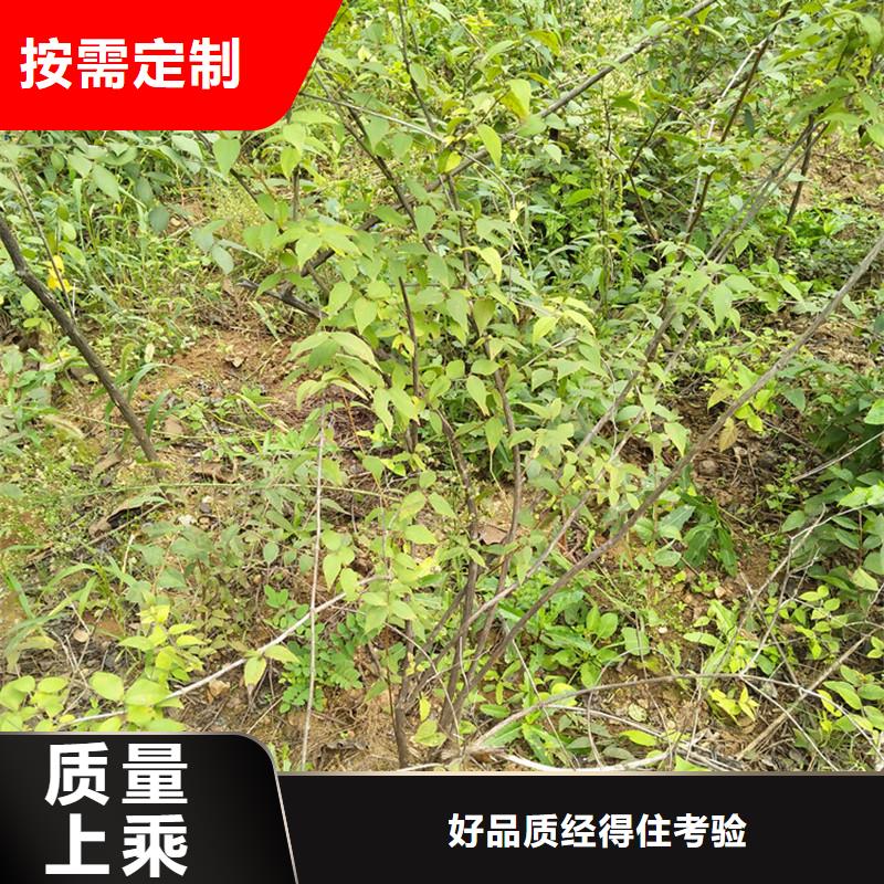 杈杷果【樱桃苗】定制零售批发现货采购